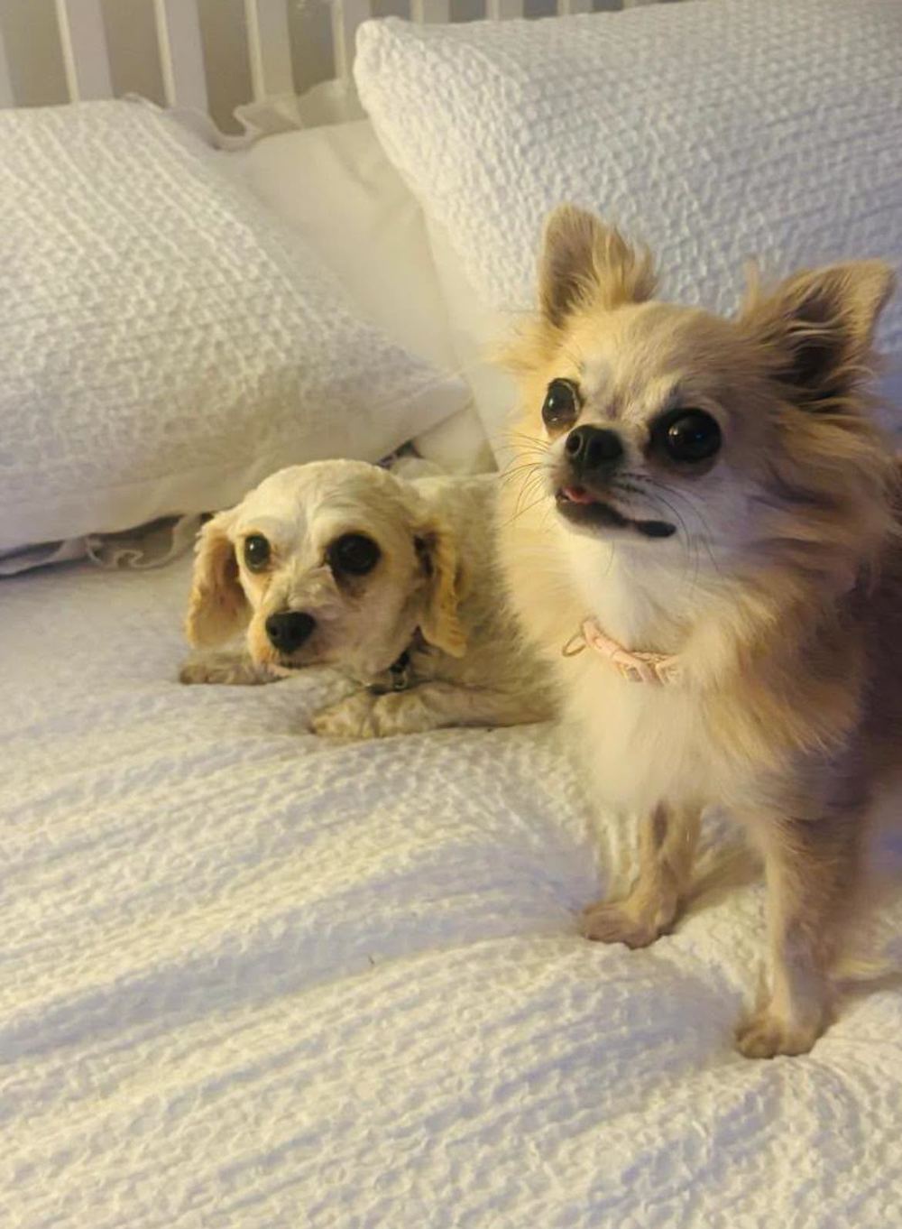 Two small rescue dogs settled on a bed in a foster home.