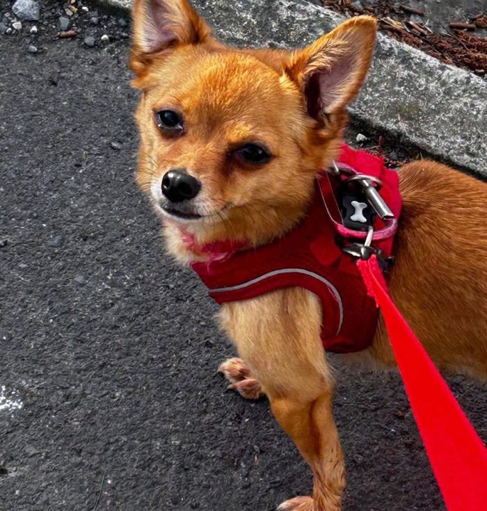 Nutmeg, a small red-coated rescue dog.