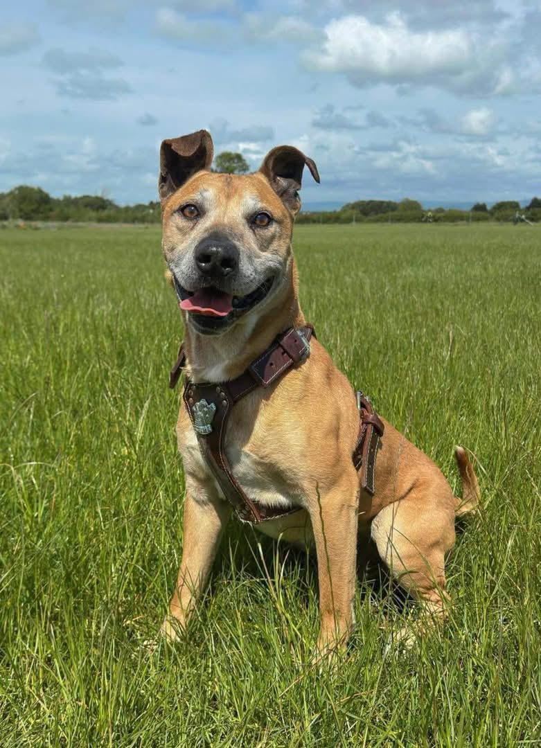 A rescue dog enjoying an open field, part of enrichment before rehoming.