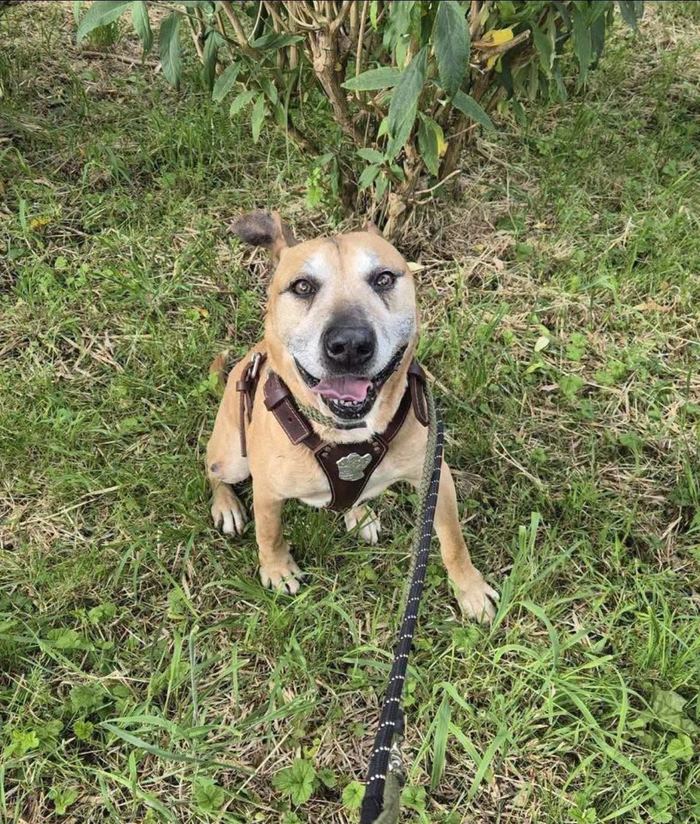 Biscuit, a tan crossbreed rescue dog.