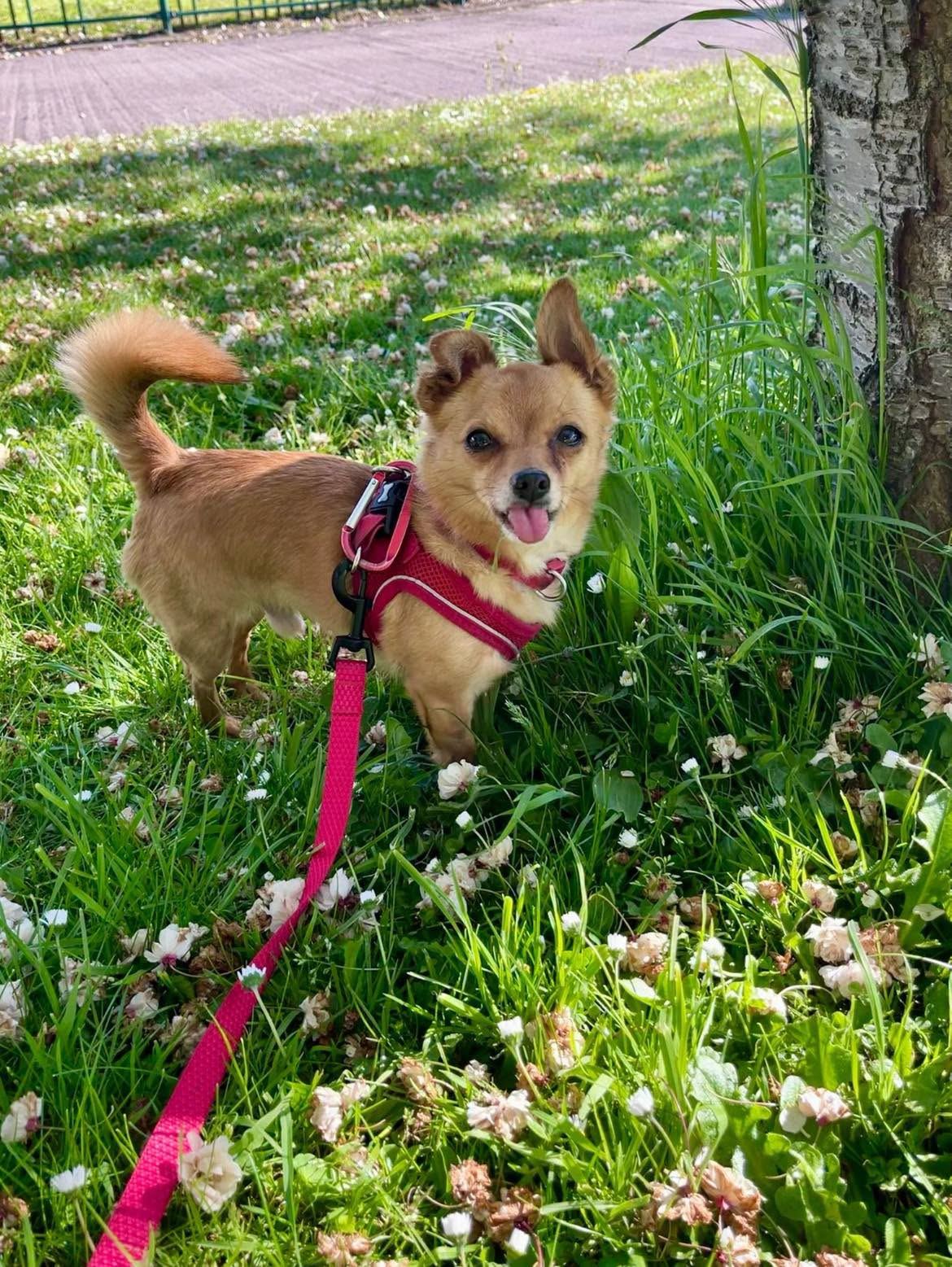 A rescue dog exploring a park on a new lead.