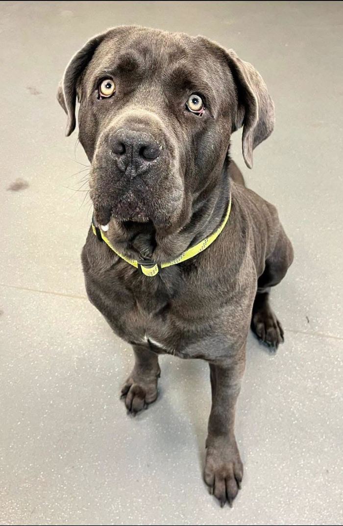 Bruno, a large grey rescue dog looking up, wearing a yellow harness.