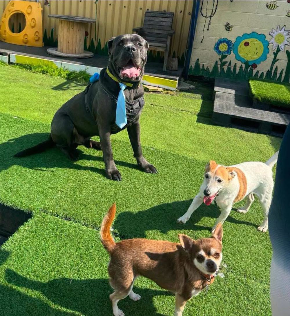Three rescue dogs playing together in an enrichment yard.