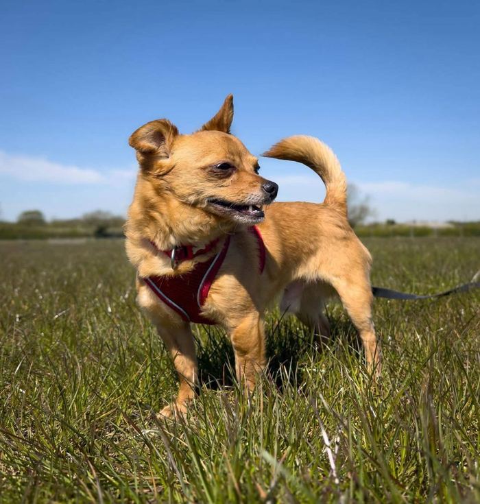 Willow, a tan rescue dog sitting in an open field under a blue sky.