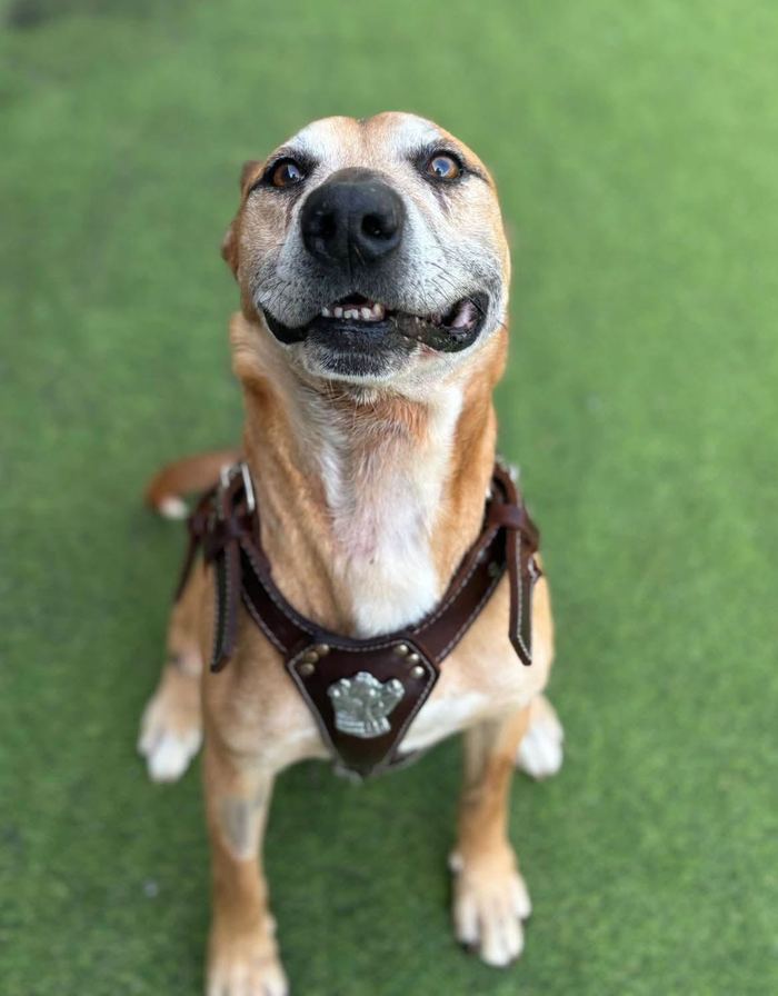 Marmite, a tan rescue dog grinning on artificial grass.