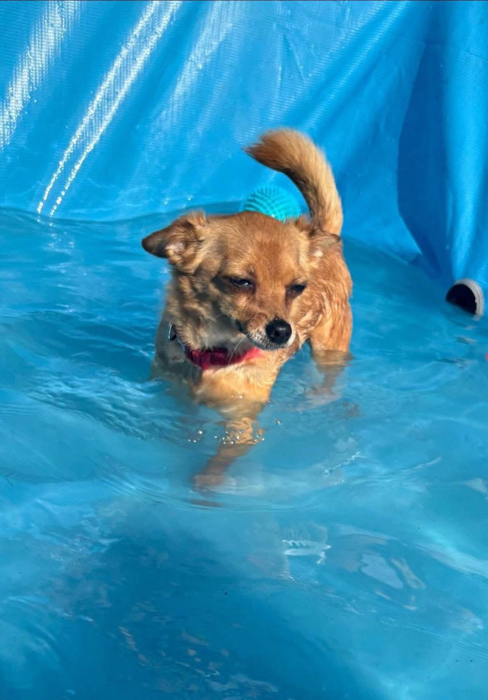 A rescue dog enjoying enrichment play in a paddling pool.