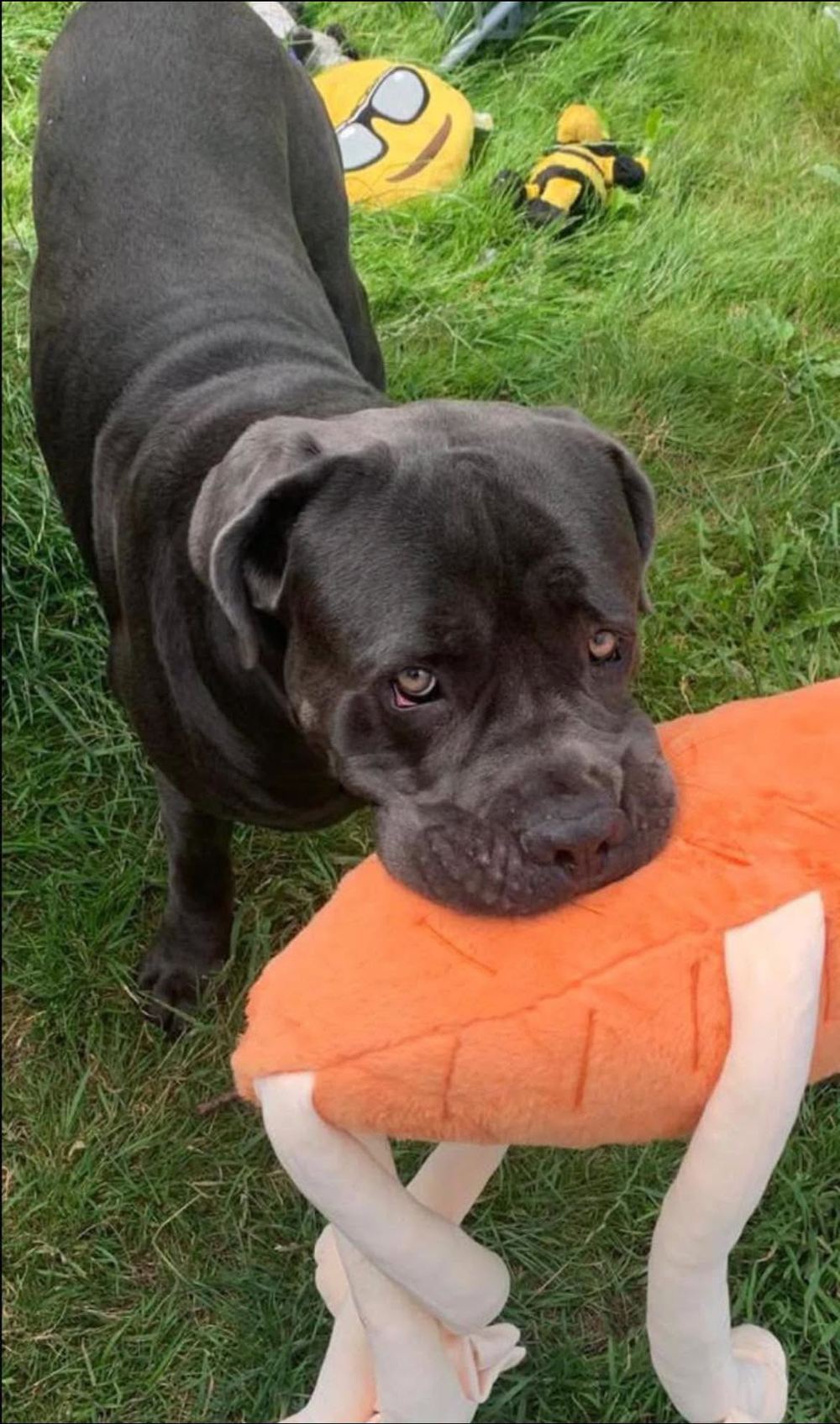 A volunteer's rescue dog playing with a toy in the garden.